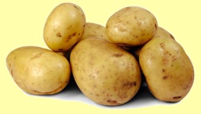 Burgonya