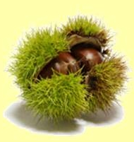 Gesztenye
