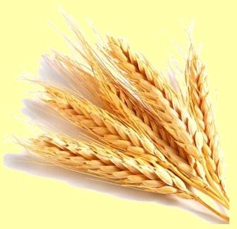 Kalászosok