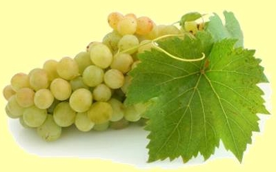 Szőlő