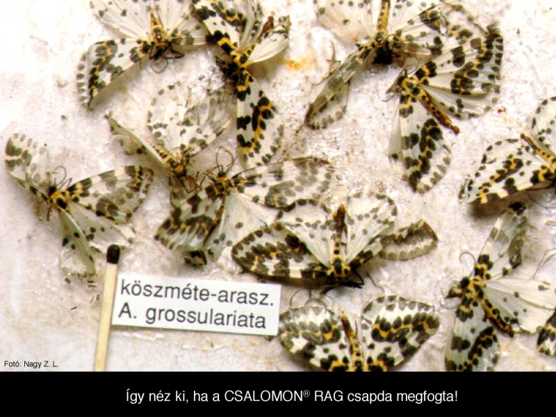 Abraxas grossulariata