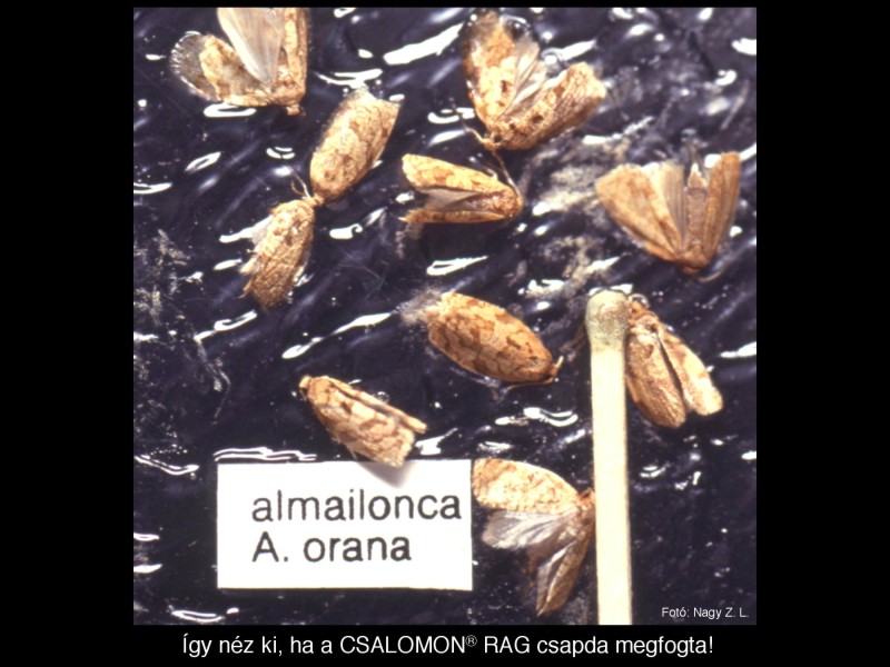 Adoxophyes orana