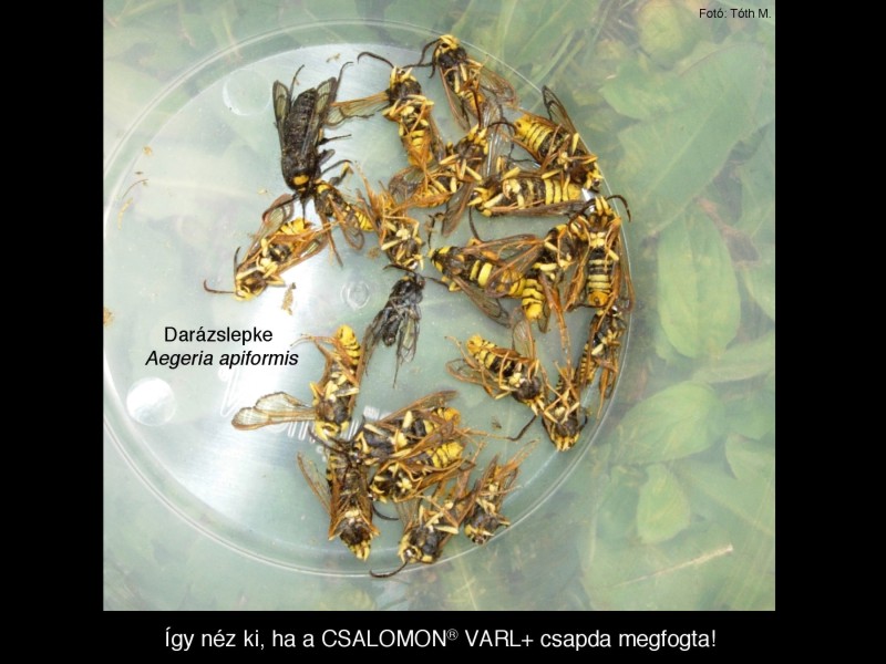 Aegeria apiformis
