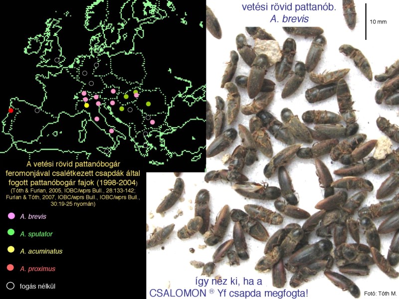 Agriotes brevis