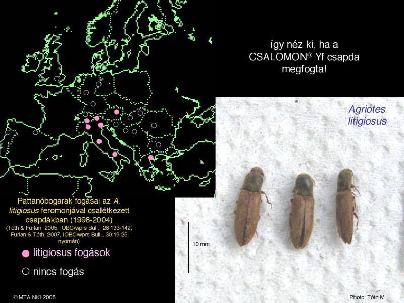 Agriotes litigiosus