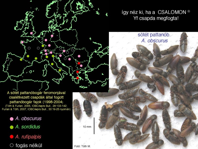 Agriotes obscurus & A. lineatus
