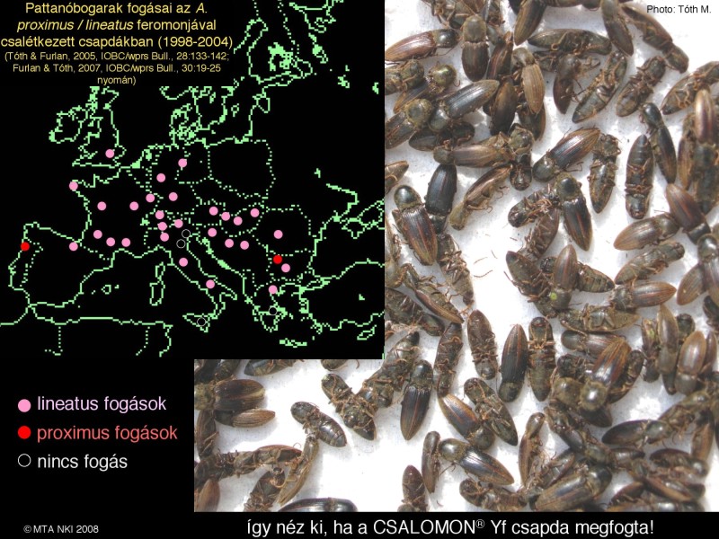 Agriotes proximus