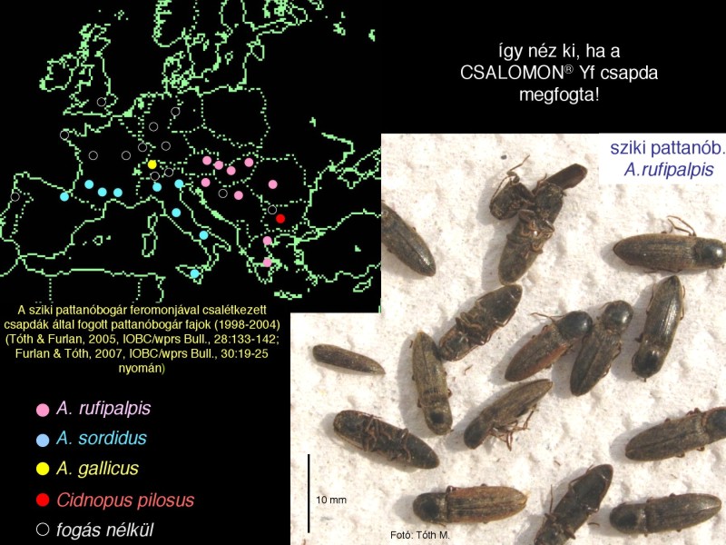 Agriotes rufipalpis