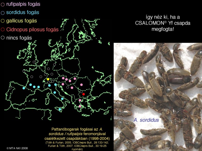 Agriotes sordidus