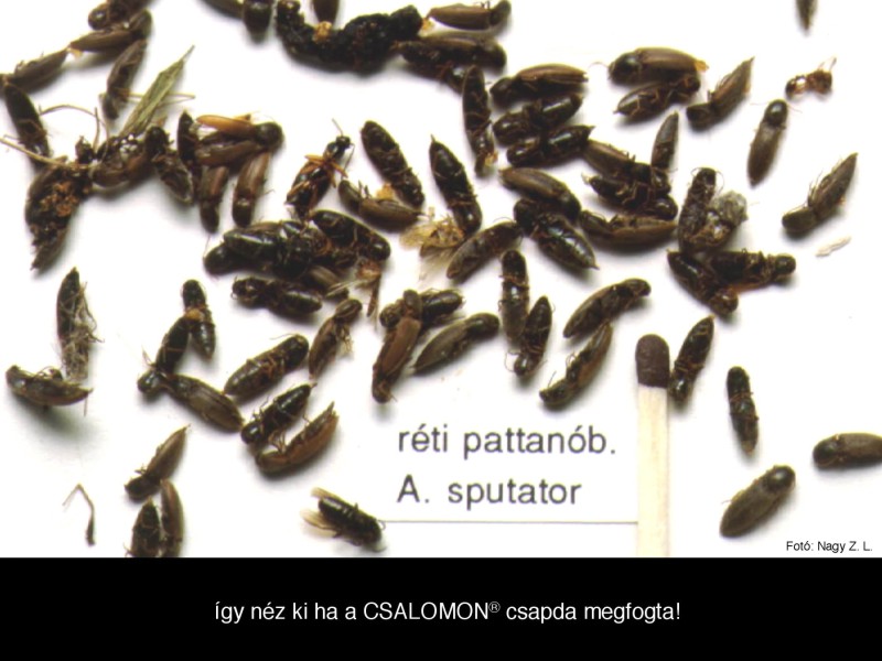Agriotes sputator
