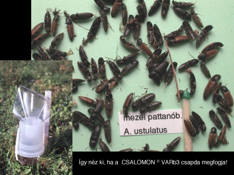 Agriotes ustulatus