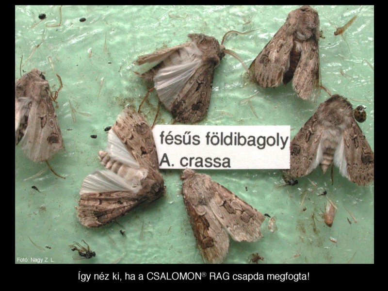 Agrotis crassa