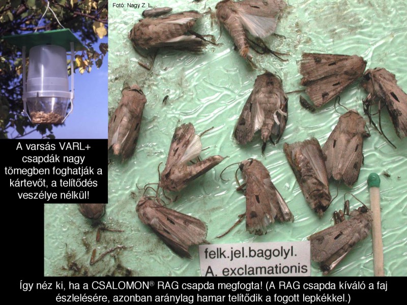 Agrotis exclamationis