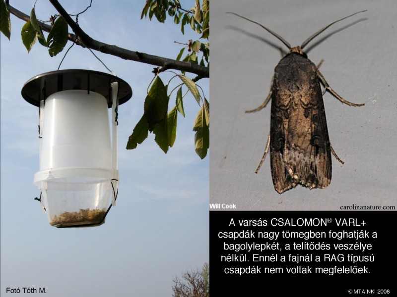 Agrotis ipsilon