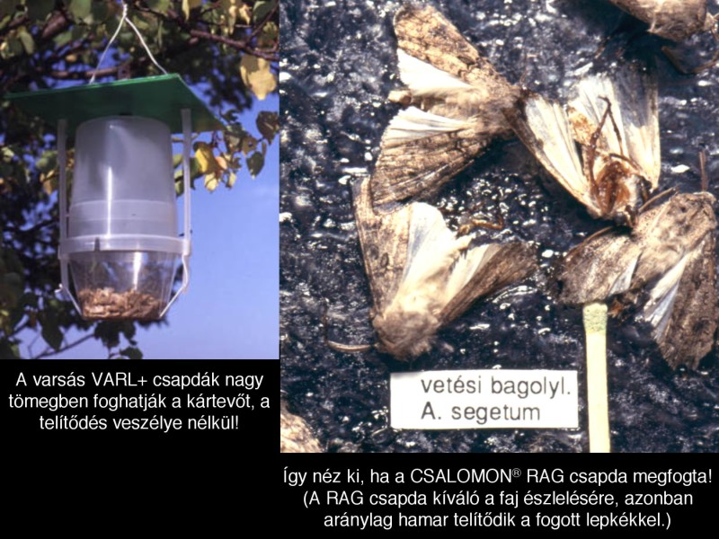 Agrotis segetum