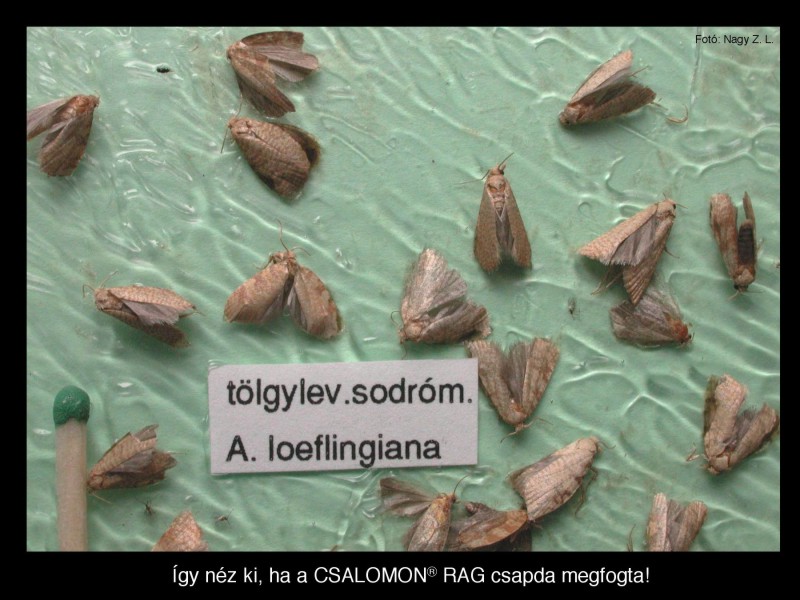 Aleimna loeflingiana