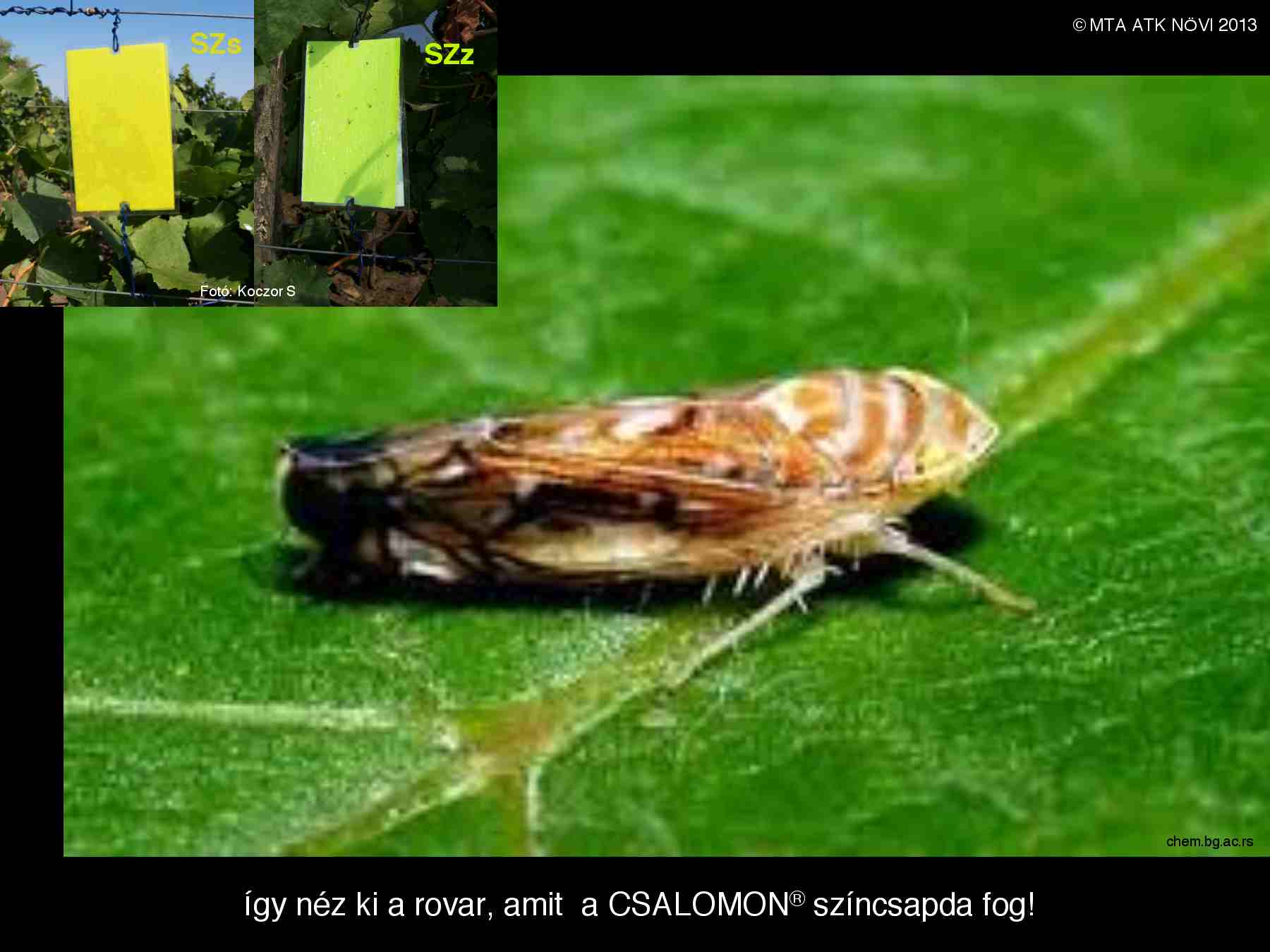 Scaphoideus titanus