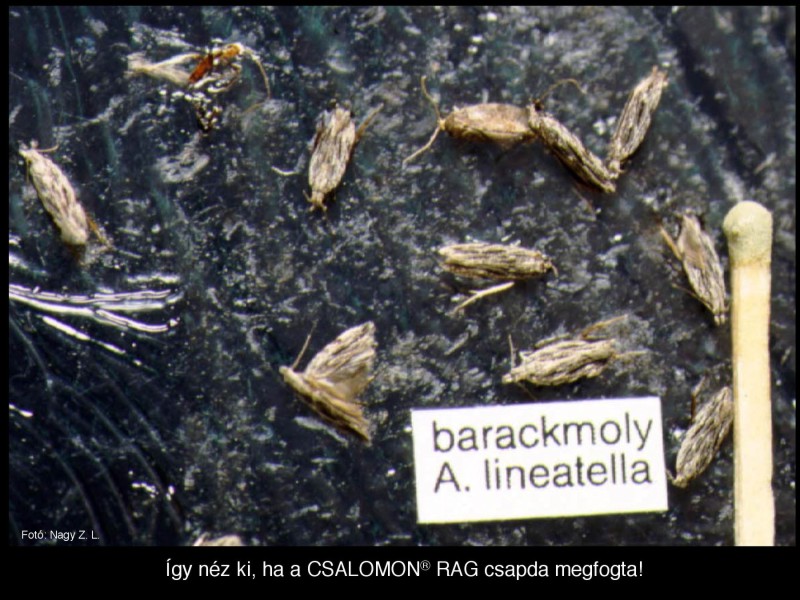 Anarsia lineatella