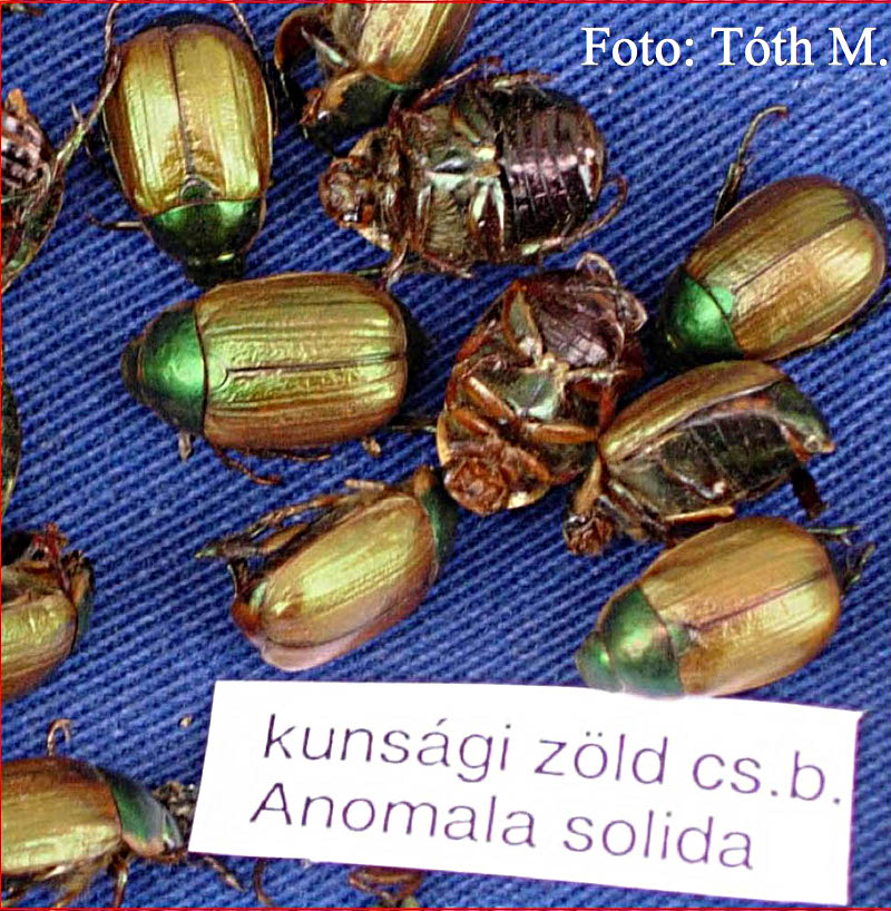 Anomala solida