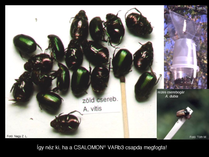 Anomala vitis / dubia