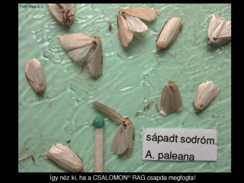 Aphelia paleana
