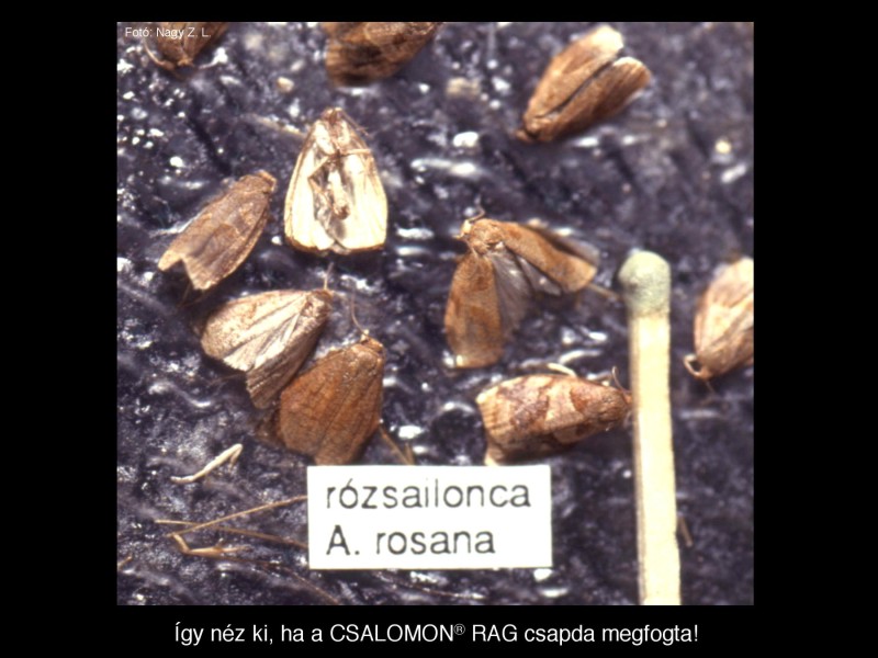 Archips rosana