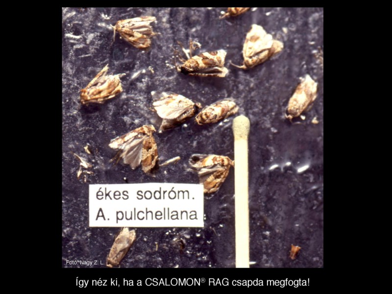 Argyrotaenia pulchellana