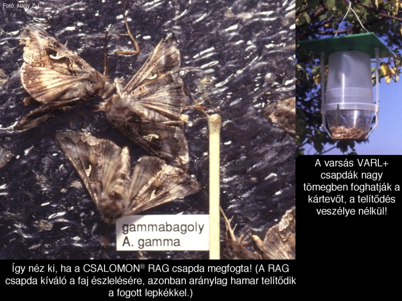 Autographa gamma