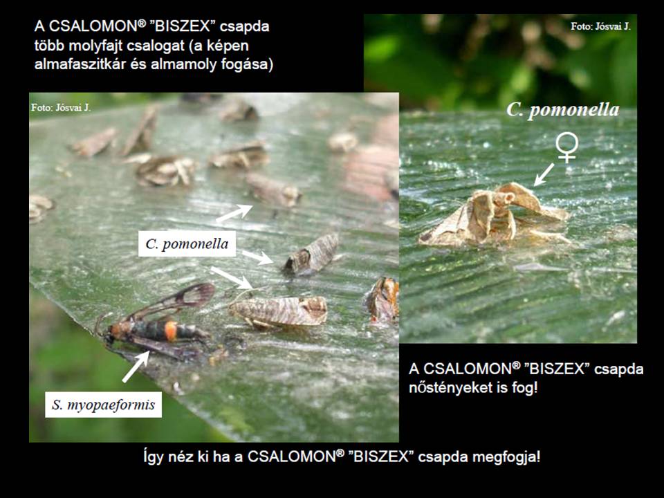 Cydia pomonella BISZEX