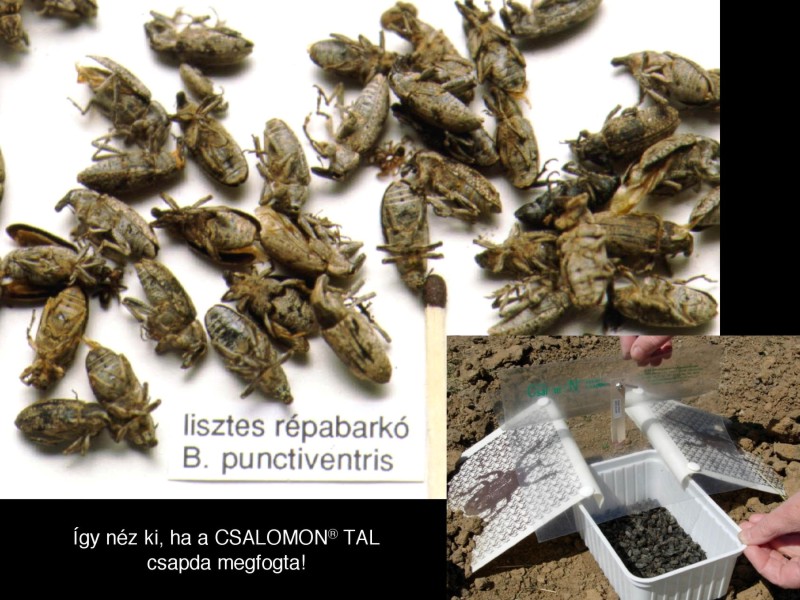 Bothynoderes (Cleonus) punctiventris