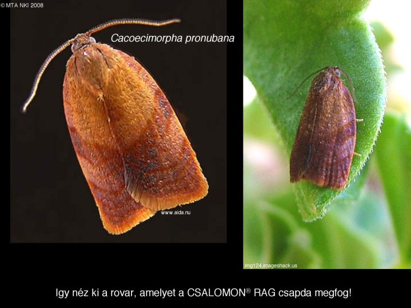 Cacoecimorpha pronubana