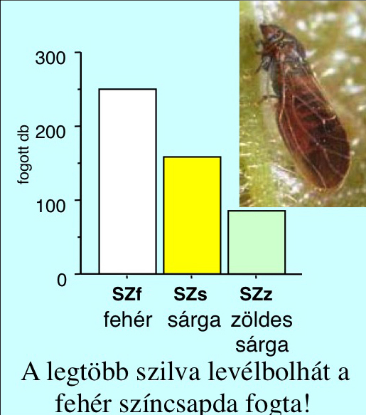 Cacopsylla pruni