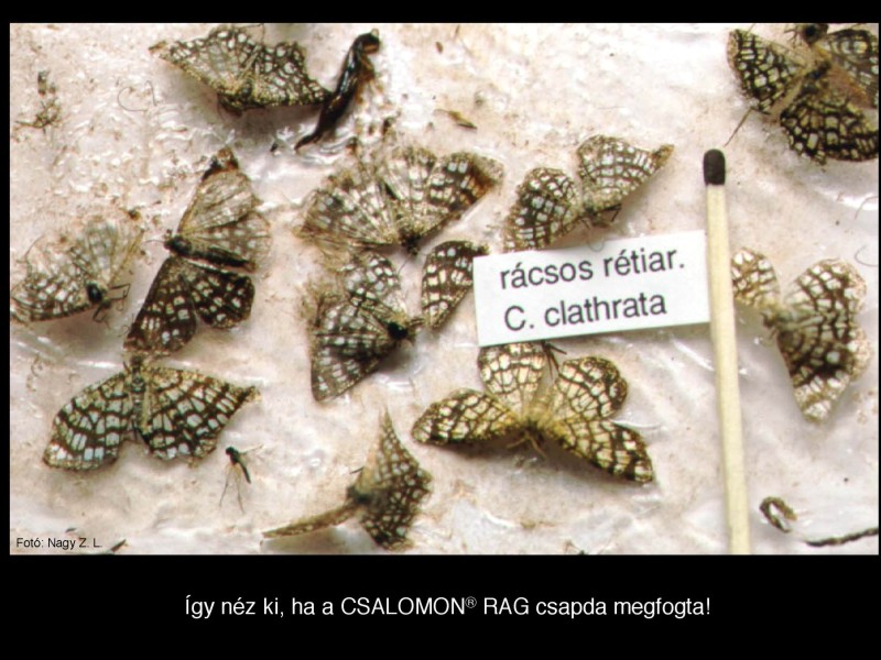 Chiasma clathrata