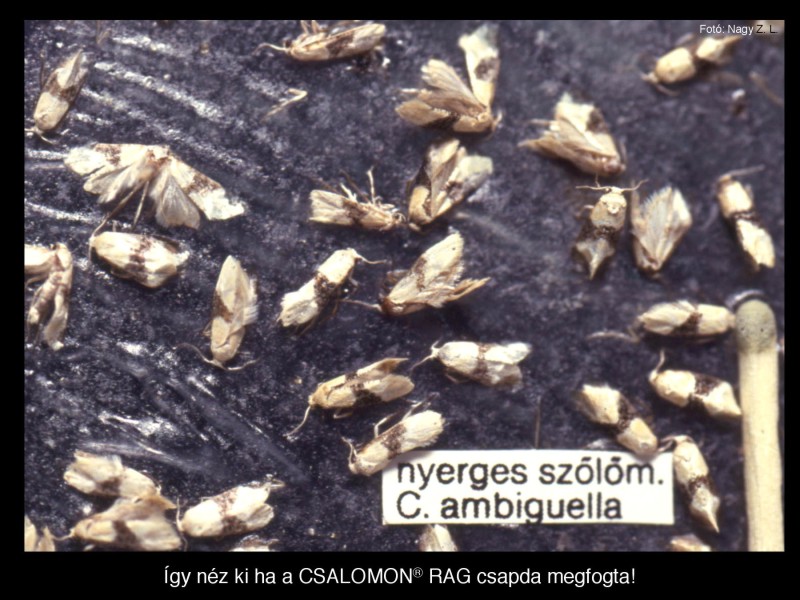 Clysia ambiguella