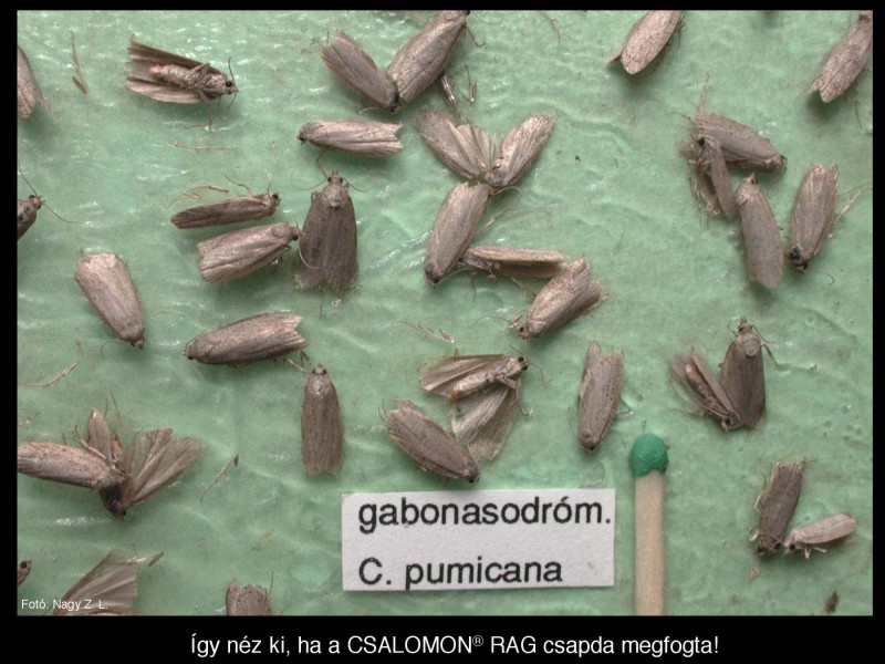 Cnephasia pumicana