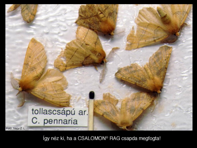 Colotois pennaria