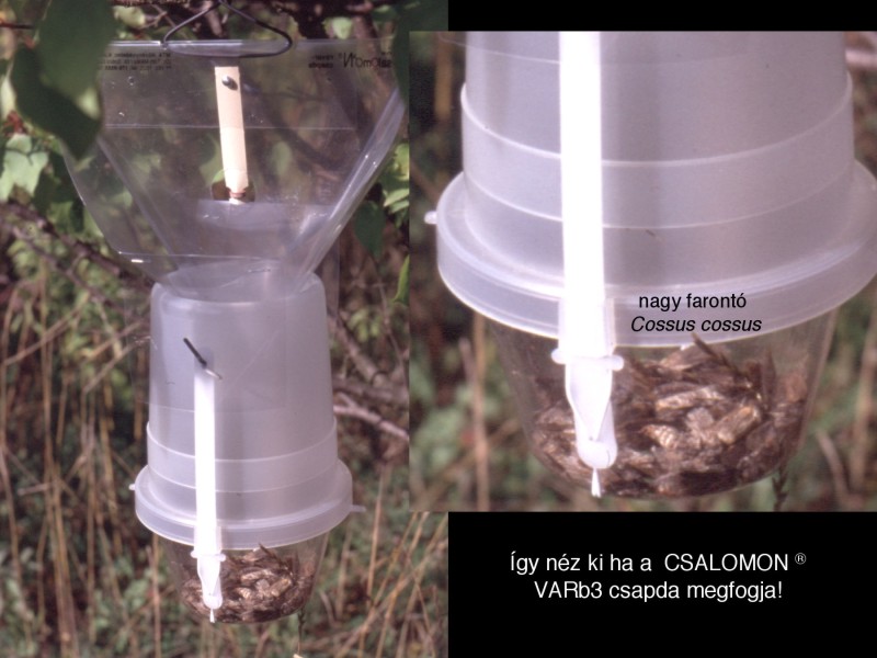 Cossus cossus