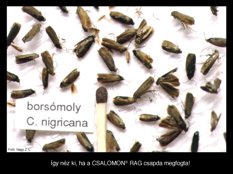 Cydia nigricana