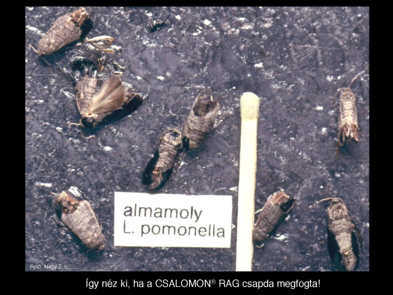 Cydia pomonella