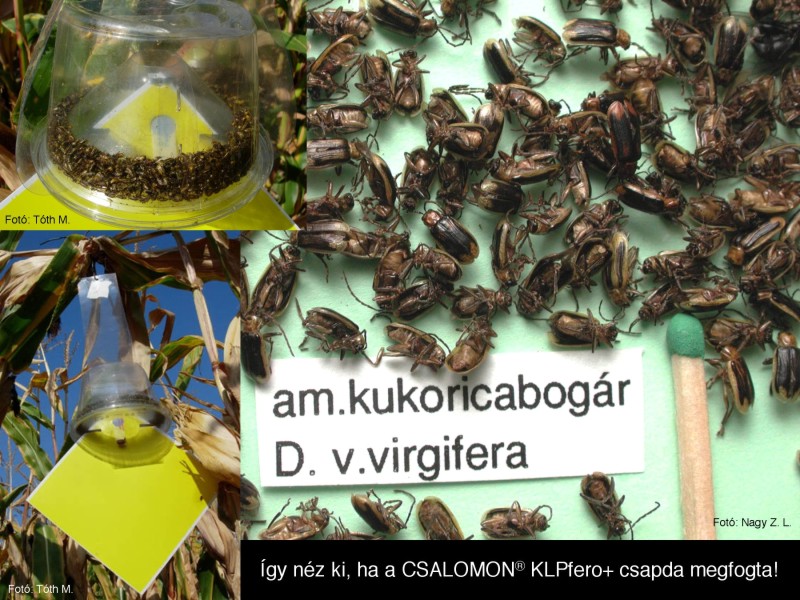 Diabrotica v. virgifera