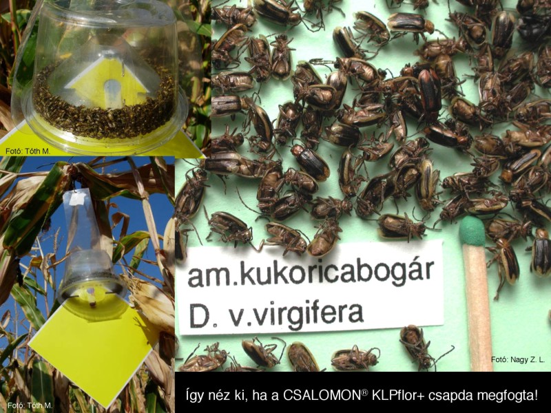 Diabrotica v. virgifera