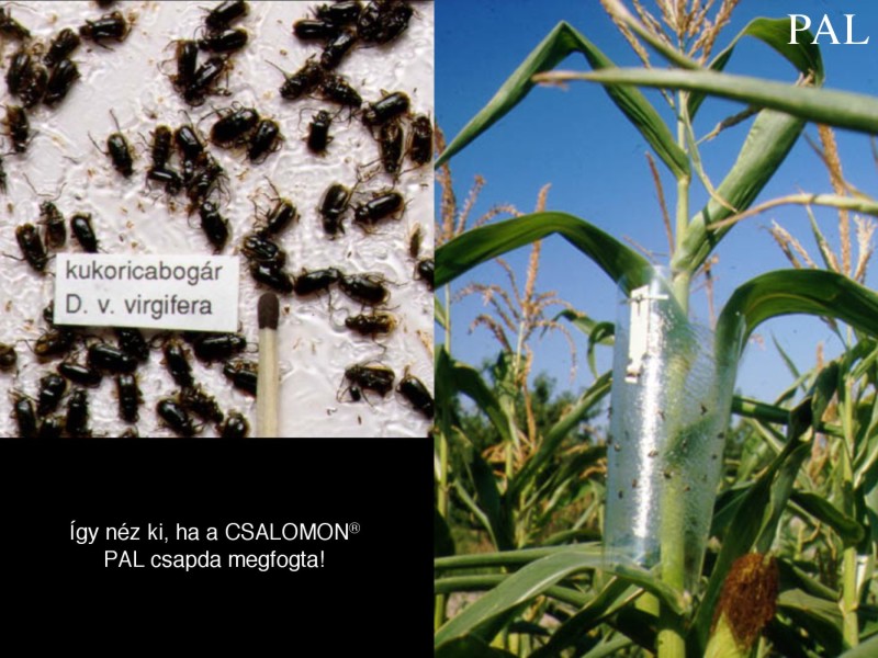 Diabrotica v. virgifera