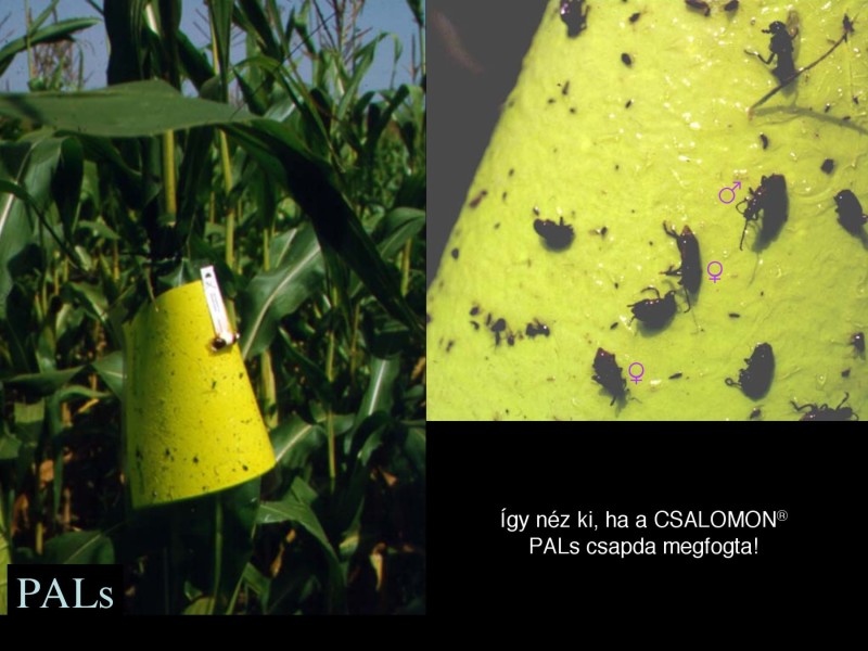 Diabrotica v. virgifera