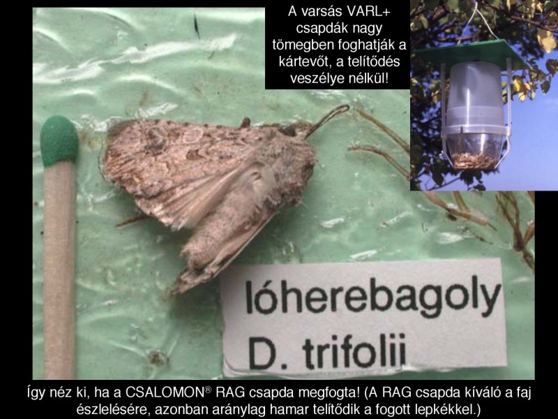 Discestra trifolii