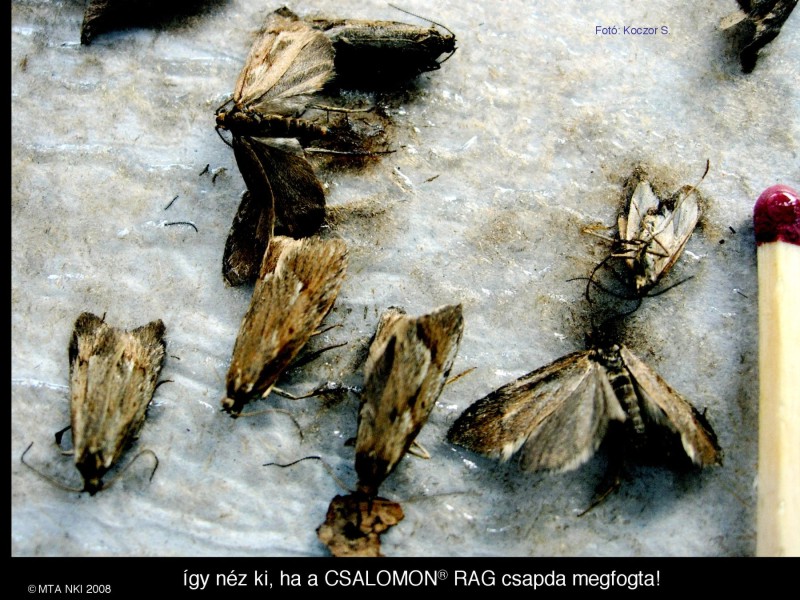 Diurnea phryganella