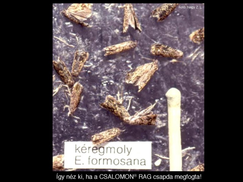 Enarmonia formosana