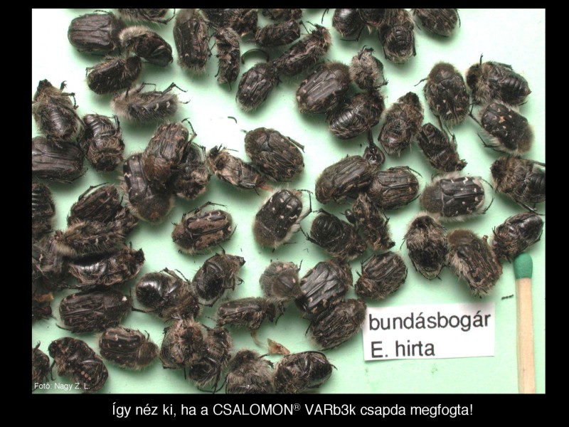 Epicometis (Tropinota) hirta