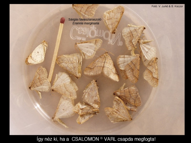 Erannis marginaria