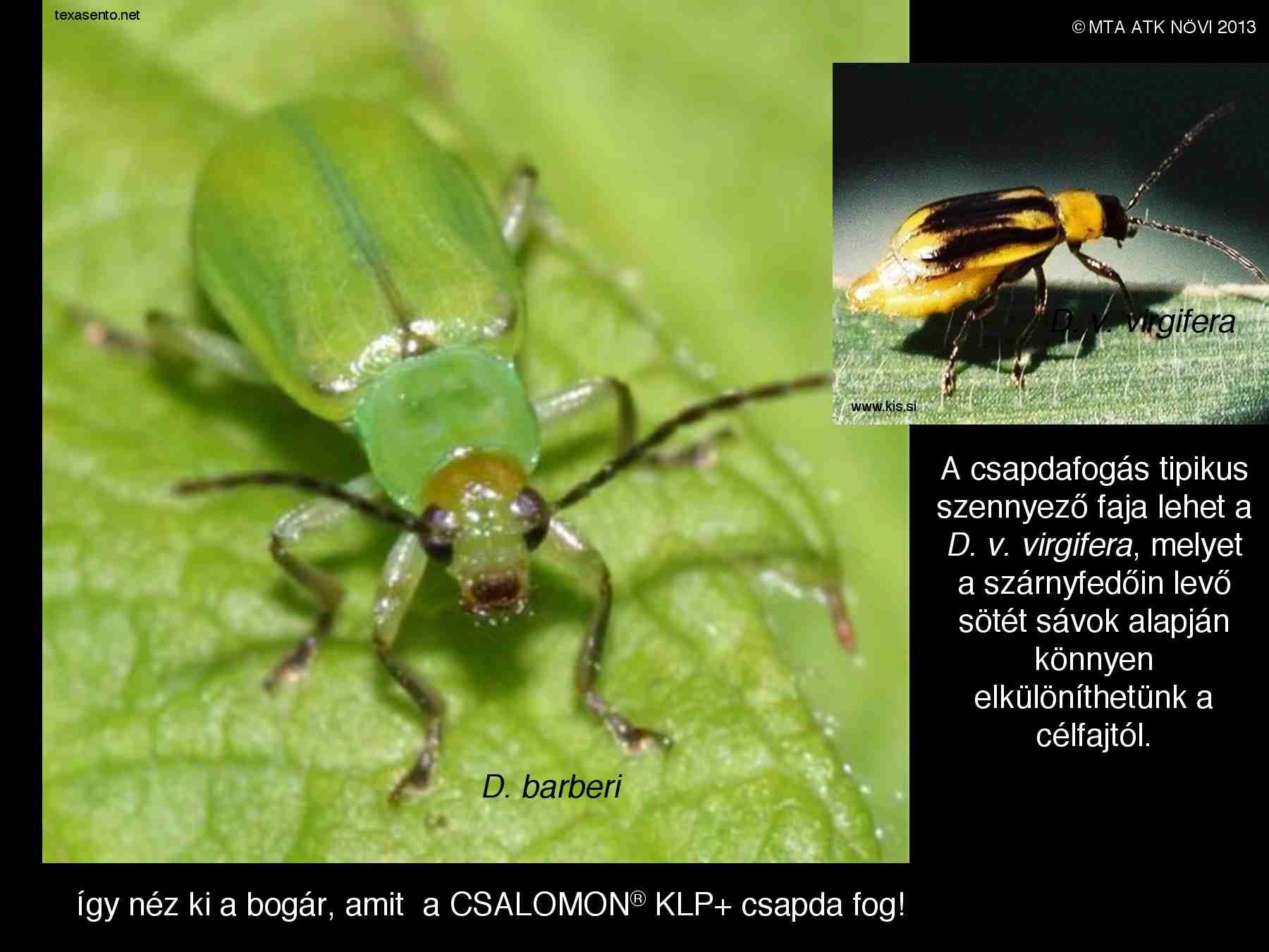 Diabrotica barberi