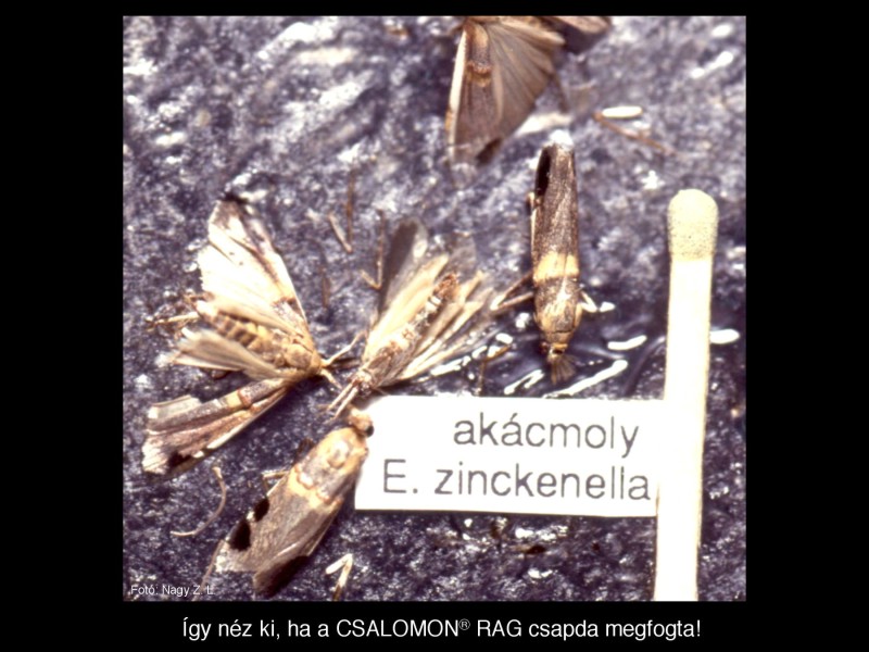 Etiella zinckenella
